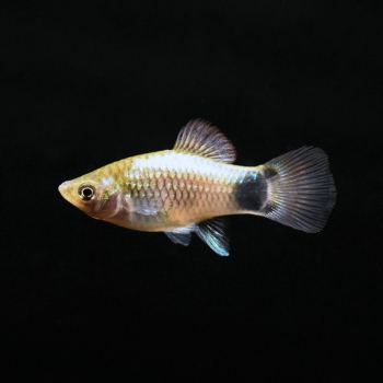 Platy Blau Micky Maus, Xiphophorus maculatus var. blue Micky Mouse